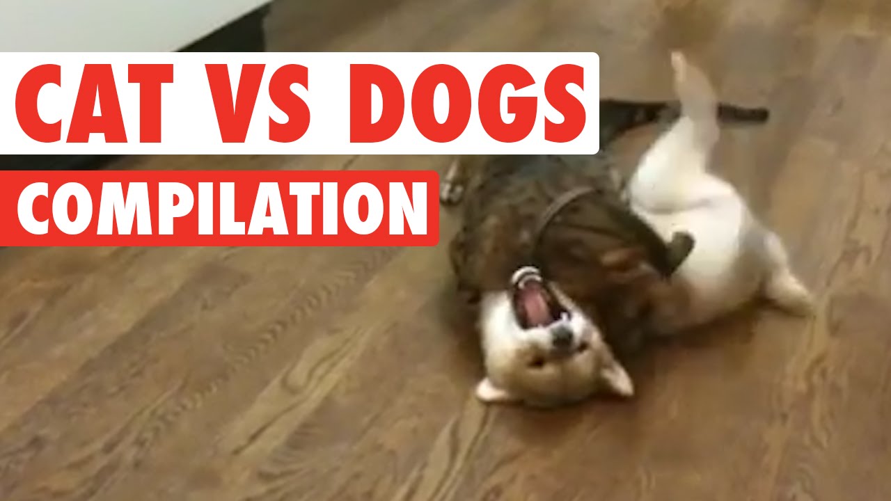 Cats Dogs: The Ultimate Fight Battle - YouTube