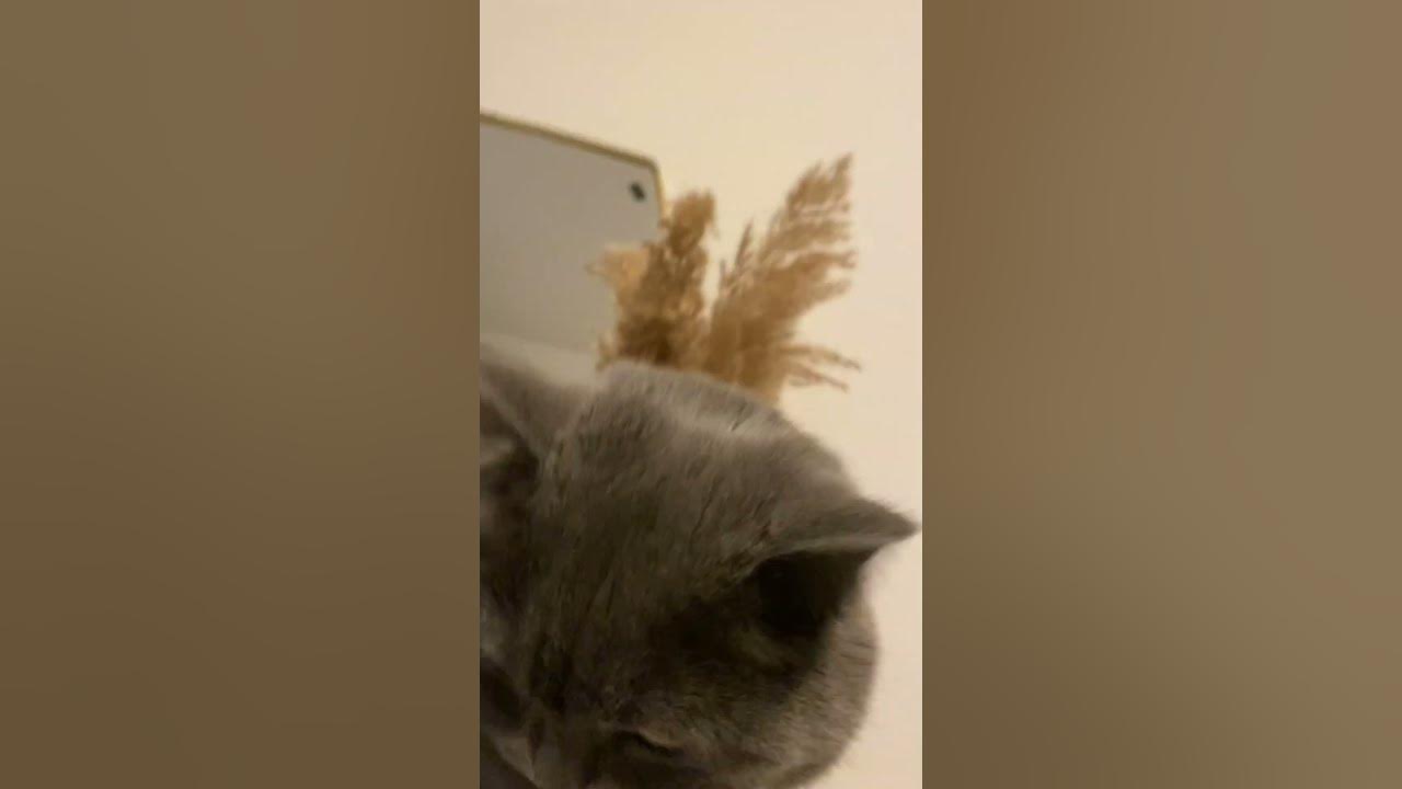 CHIPI CHIPI CAT - YouTube
