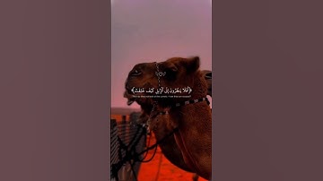 #اكتب_شي_تؤجر_عليه #القرآن_الكريم #راحة_نفسية #تلاوات #تلاوة_هادئة #قرآن #ترند #شورتس #اكسبلور