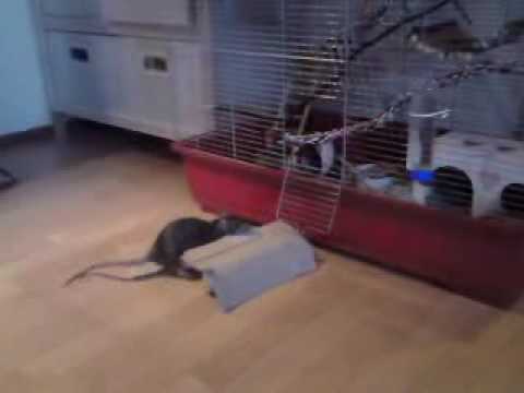 Micke \u0026 Molle, Söta råttor