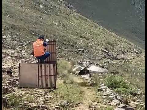 Liberación de cóndor en Tarija, Bolivia