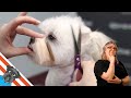 Maltese Dog | How to groom a Maltese?