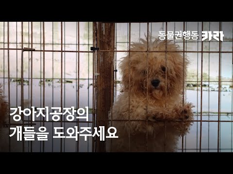 강아지공장의 개들을 도와주세요 | #허가번식장 #puppymill #동물권행동카라 #동물권행동카라