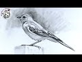 Aprende Como Dibujar un Pajaro Realista a Lapiz muy Facil y Paso a Paso