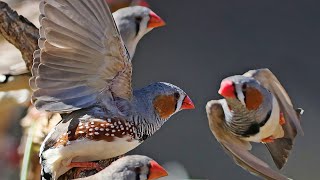 Zebra finch of flood plains