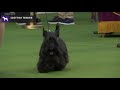 Scottish Terriers | Breed Judging 2020 の動画、YouTube動画。