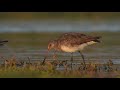 Zarapito pico recto (Limosa haemastica )