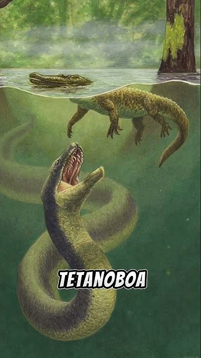 Giant Python vs Titanoboa: The Ultimate Showdown! - YouTube