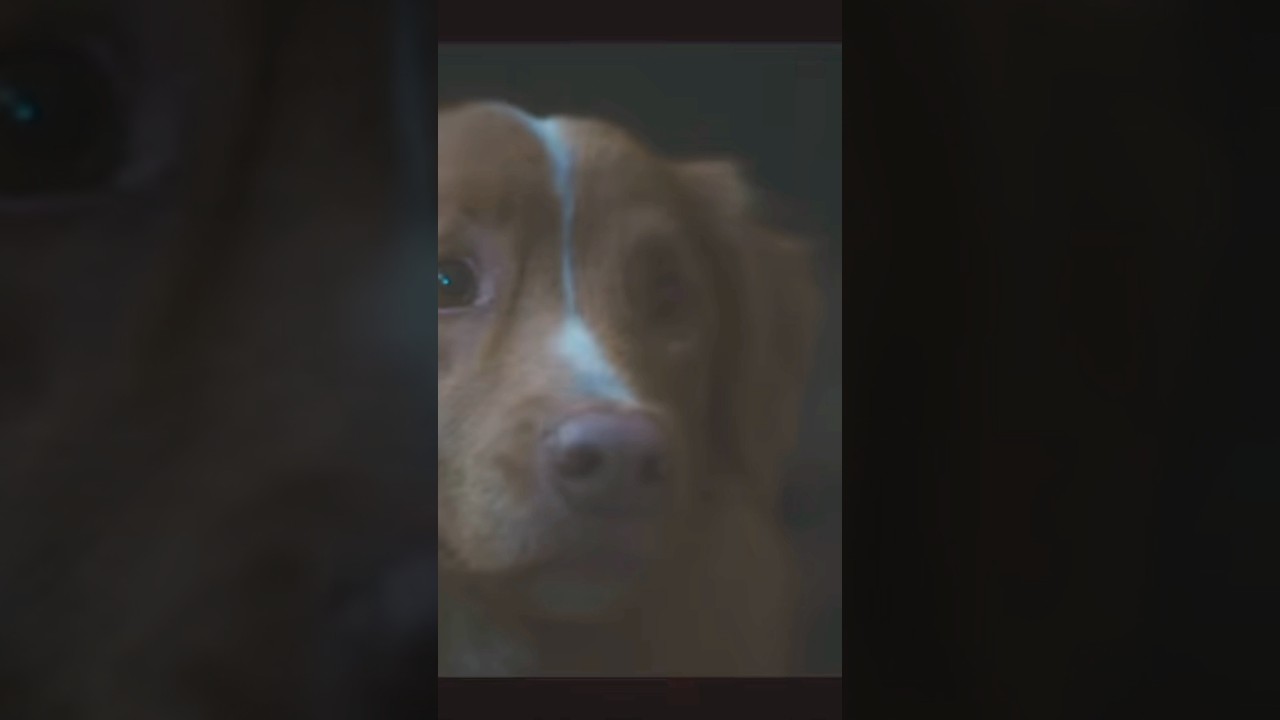 Good Boy trailer October 2025 