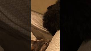 Havanese puppy honks at kitten