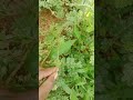 Chinna Palleru Chattu Uppayoga Llu Short VideoтШЭя ПЁЯСН Chinna Palleru Chattu Uppayoga Llu Short VideoтШЭя ПЁЯСН