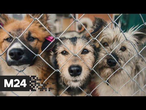 Сеть приютов для бездомных животных может появиться в России - Москва 24