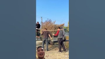 Hàng Rào Cây Cảnh Siêu Đẹp #farming