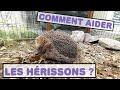 31. COMMENT AIDER LES HERISSONS ? 🦔🦔