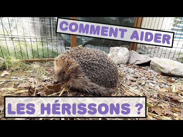 Hérisson en détresse : les actions que vous devez absolument faire pour sauver ce petit animal protégé