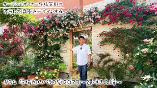 【暮らしの風景をデザインする #34】2023春の居場邸のバラの庭～遅咲き品種編～【ガーデンデザイナー居場英則】