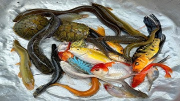 Kem Chanel lái công nông bắt cá chép, cá trê, cá màu sắc, con thỏ, chuột, con rùa, con lươn, chạch