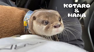 カワウソコタローとハナ ドライブ中の車内、向かった先はなんと・・！　Otter Kotaro&Hana Car Travel! The Destination is...