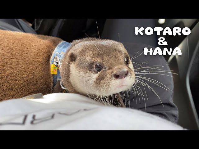 カワウソコタローとハナ ドライブ中の車内、向かった先はなんと・・！　Otter Kotaro&Hana Car Travel! The Destination is...