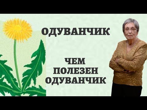 Одуванчик. Чем полезен одуванчик?