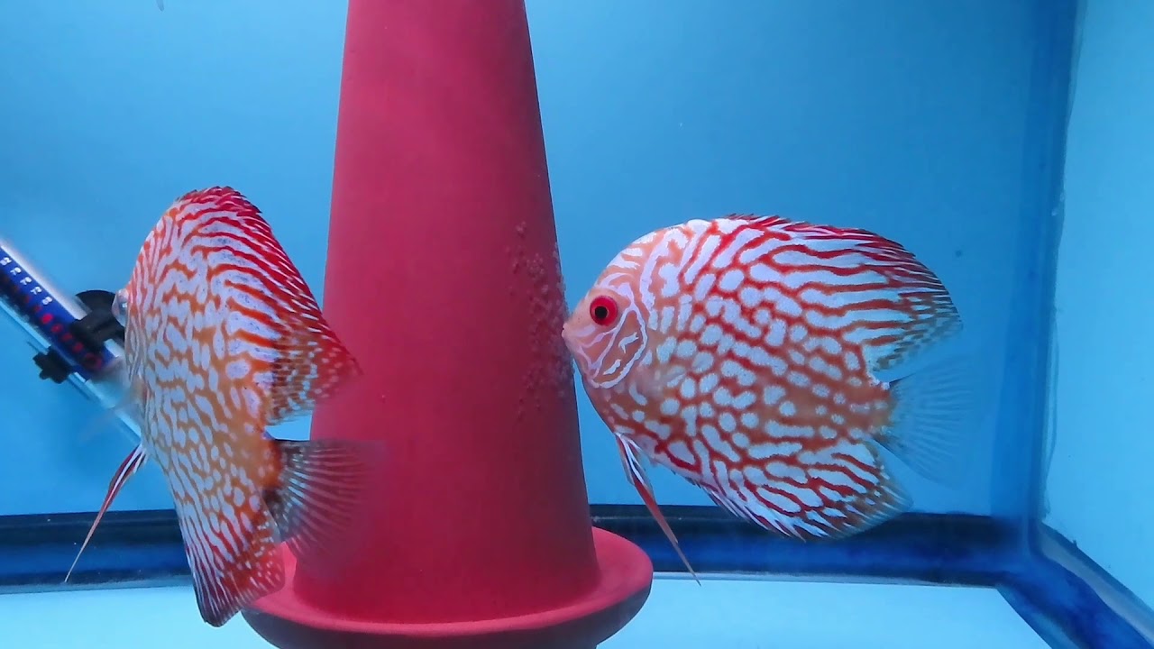Breeding Discus Red Map - YouTube