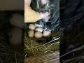 Broody update Sad Day