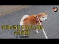 A DAY LIFE SHIBA INU||SHIBA DOG JAPANESE||BY IKODEKOSHI