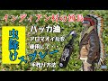 田舎暮らし【手作りの虫除けスプレー】天然オイルを使って作る作り方