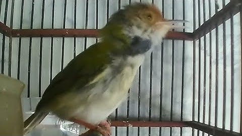 kicau prenjak lumut jantan gacor
