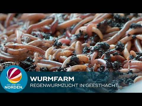 Video: Vermicompost-Würmer gestorben - Warum sterben Kompostwürmer?