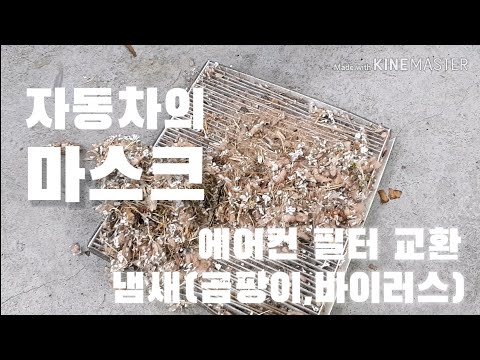 자동차의 마스크! 에어컨 필터(현대기아 모든 차종 해당) 교환&냄새 제거법(feat. 캐나다 쥐, G80)