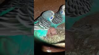 Budgie bird egg hatching Chicks Growth Day 7 #Viral #Shorts