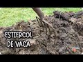 El sorprendente poder del ESTIÉRCOL DE VACA en tu huerta: TRUCOS y USOS que debes CONOCER