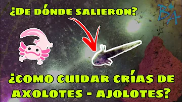 ¿Cómo se crían los huevos de ajolote?