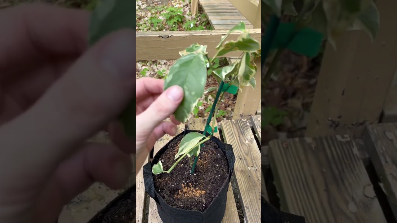 Pink Variegated Lemon Tree in recovery💚 