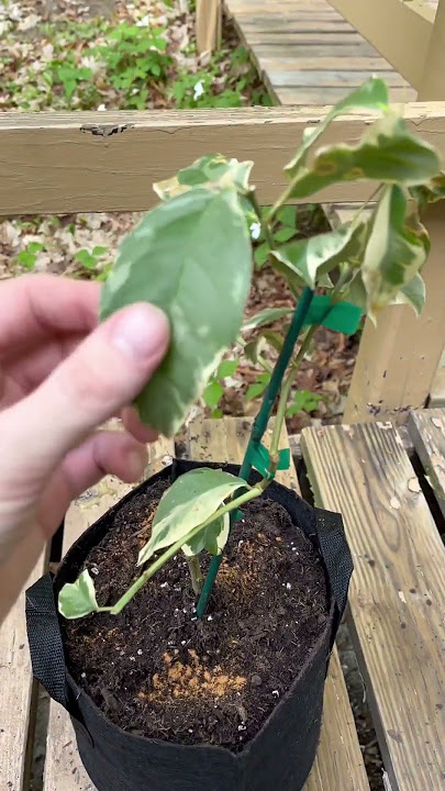 Pink Variegated Lemon Tree in recovery💚 #pink #lemon #tree #plants #garden #youtube #shorts