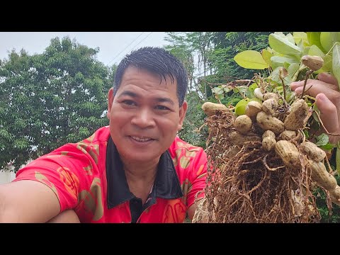 Video: Mga Uri ng Halaman ng Mani - Ano Ang Iba't Ibang Uri Ng Mani