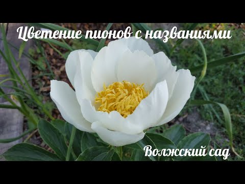 Цветение пионов 2022, с названиями сортов.