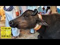 45 million worth kundhi buffalo  pure banni buffaloes  ghulam muhammad dahiri kundhi buffalo