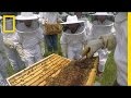 Kids Learn Why Bees Are Awesome | National Geographic