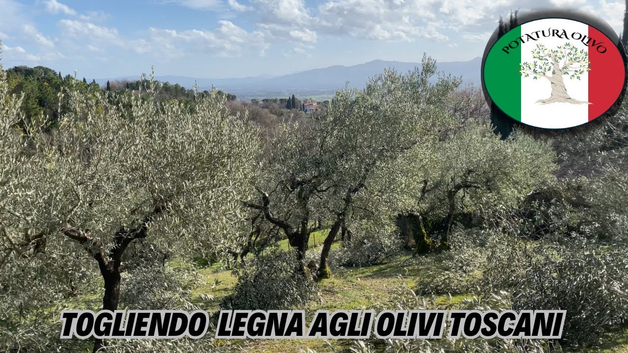 Potatura di formazione-produzione in oliveto Toscano