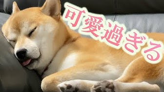 犬の寝顔 Youtube