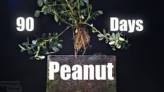 Growing Peanut Plant - 90 Days Time Lapse - Seed to Peanut - Full