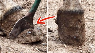 驴蹄四年不修成了“破鞋”，天残地缺还掉渣，切掉一口一块换新鞋【农村张卜】