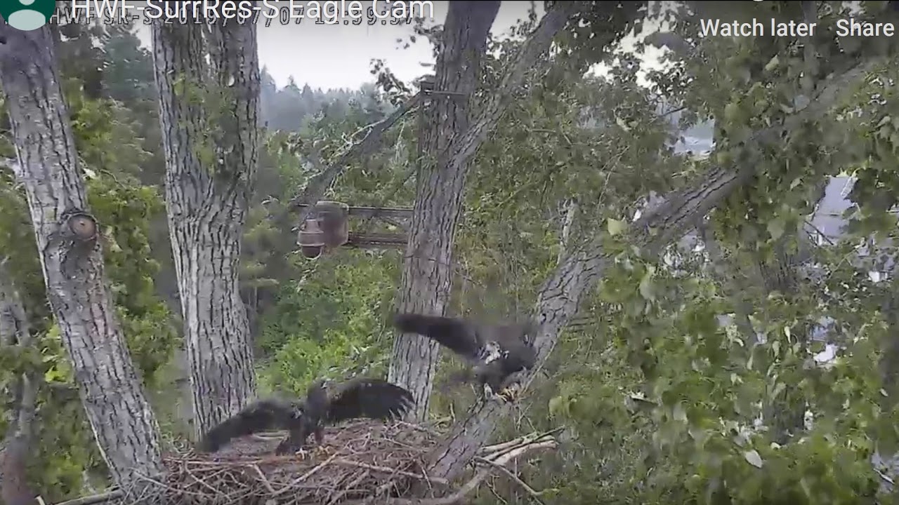 Dee slips from her perch SurrRes