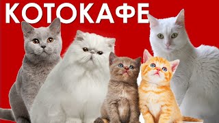 Котокафе 