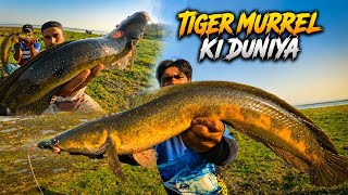 Monster Snakehead Attack 🎣🔥 | Tiger Zone Fishing 🐅 | Snakehead Fishing | Frog Fishing Tips