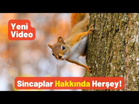 Sincaplar Hakkında Herşey! - Pratik Bilgi Bankası