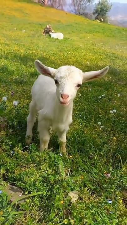 suara anakan kambing lucu banget