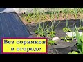 Как справиться с СОРНЯКАМИ на дорожках и в огороде?